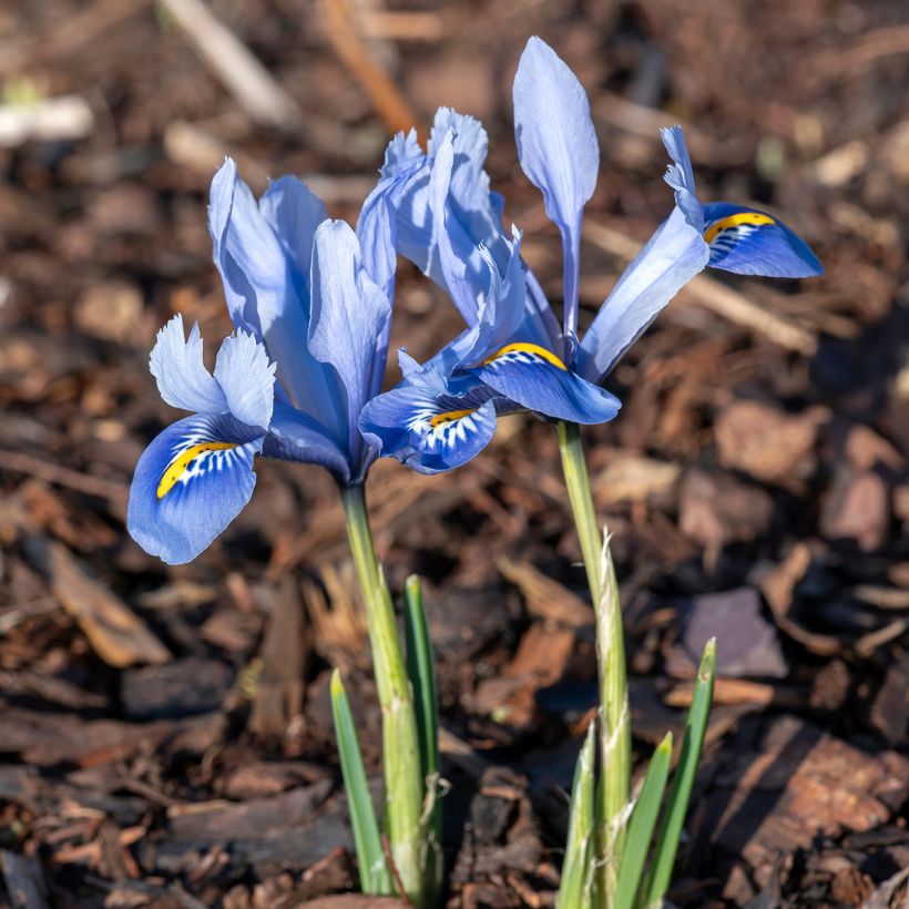 Iris reticulata Alida - Netzblatt-Schwertlilie (Plant habit)