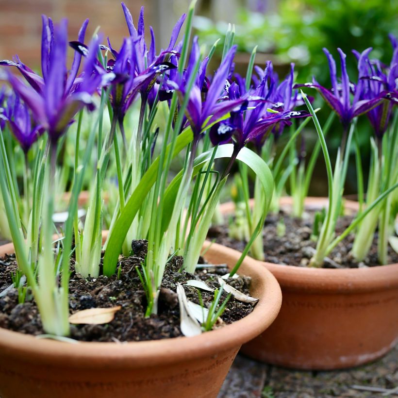 Iris reticulata Blue Note - Netzblatt-Schwertlilie (Plant habit)