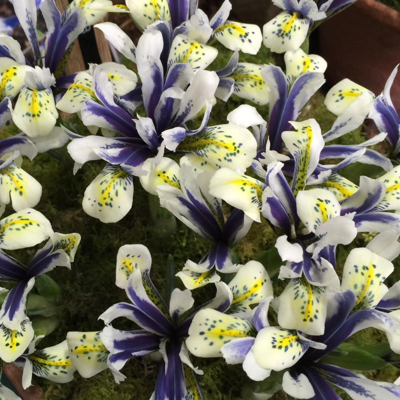 Iris reticulata Eyecatcher - Netzblatt-Schwertlilie (Flowering)