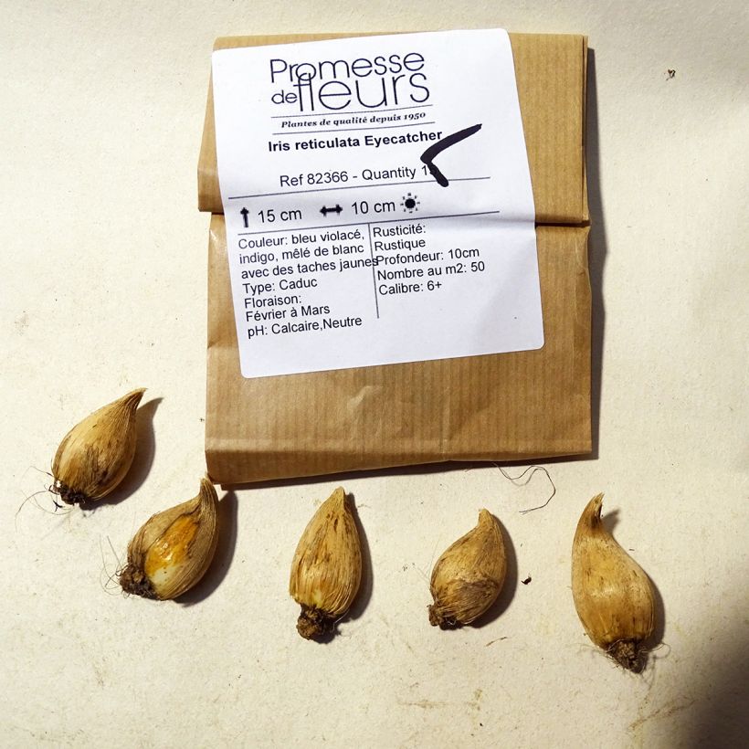 Example of Iris reticulata Eyecatcher - Netzblatt-Schwertlilie Zwiebel size 6+ as you get