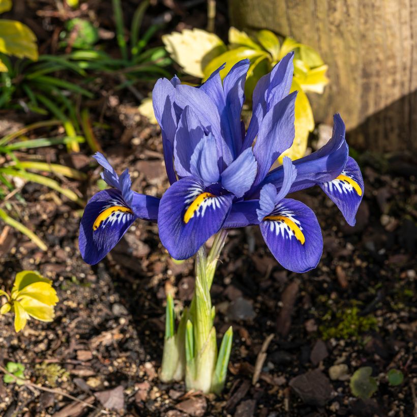 Iris reticulata Harmony - Netzblatt-Schwertlilie (Plant habit)