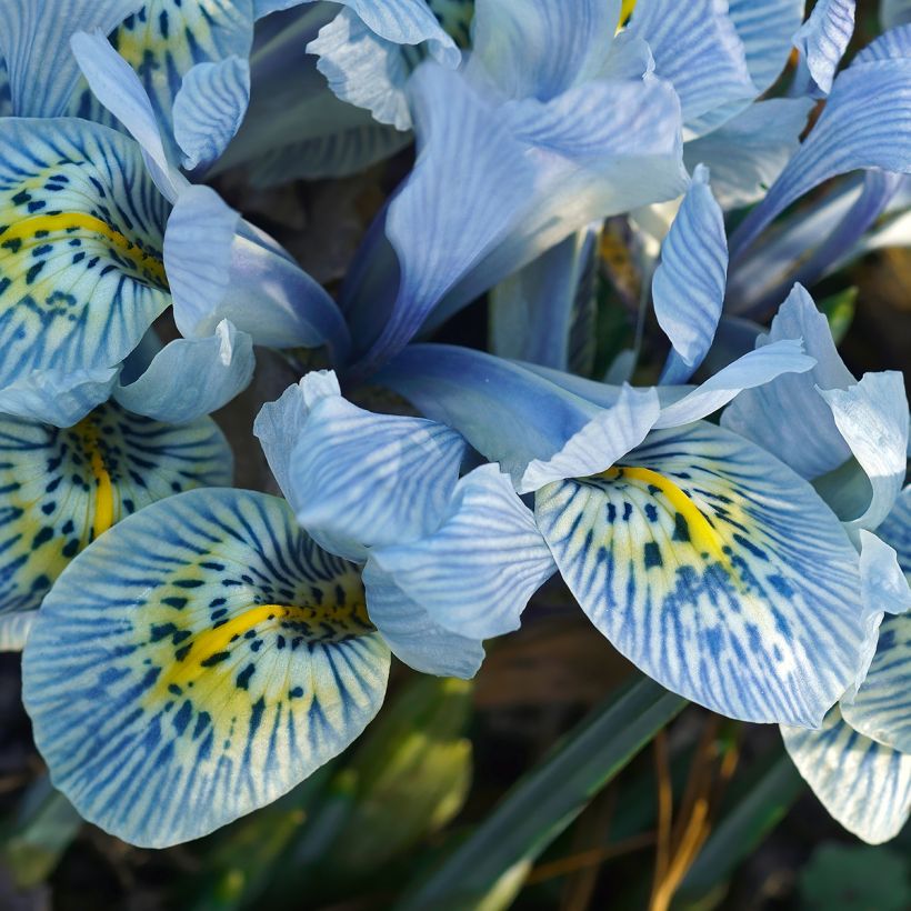 Iris reticulata Katharina Hodgkin - Netzblatt-Schwertlilie (Flowering)