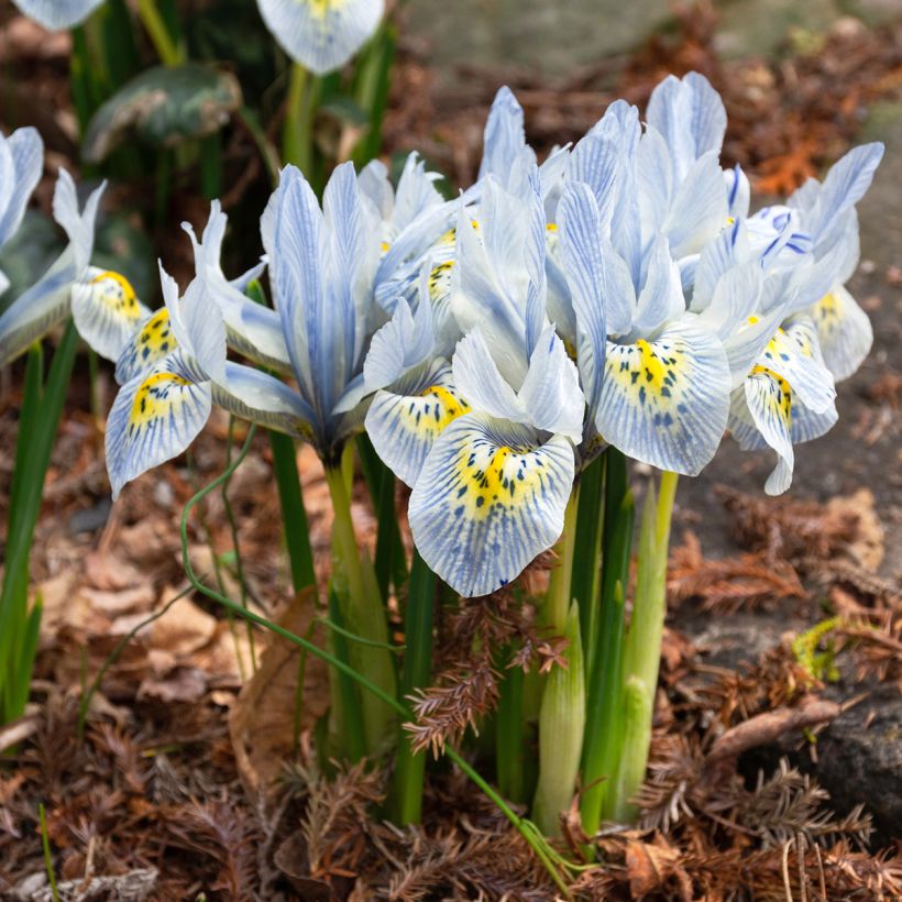 Iris reticulata Katharina Hodgkin - Netzblatt-Schwertlilie (Plant habit)