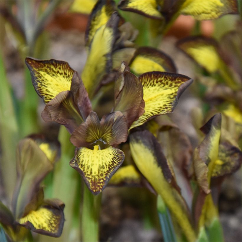 Iris reticulata Mars Landing - Netzblatt-Schwertlilie (Flowering)