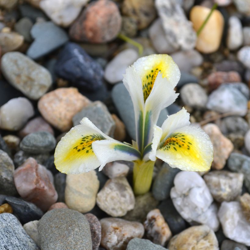 Iris reticulata North Star - Netzblatt-Schwertlilie (Flowering)