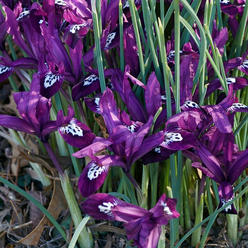 Iris reticulata Pauline - Netzblatt-Schwertlilie (Plant habit)