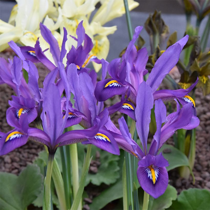 Iris reticulata Scent Sational - Netzblatt-Schwertlilie (Flowering)