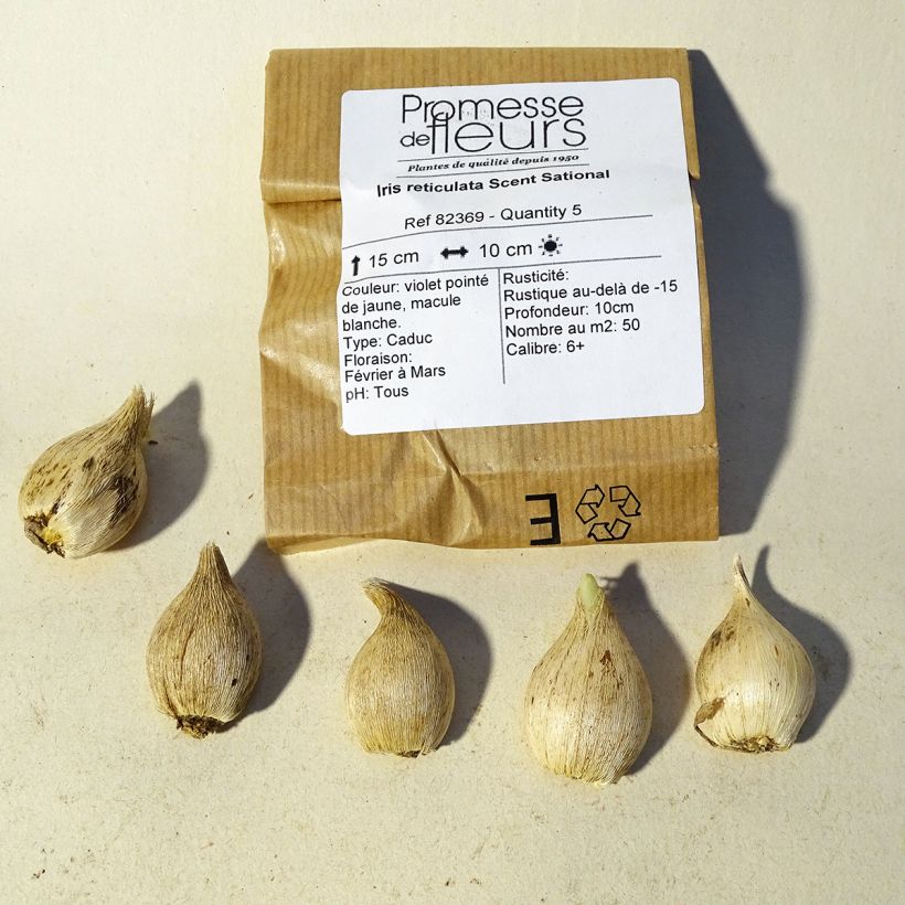 Example of Iris reticulata Scent Sational - Netzblatt-Schwertlilie Zwiebel size 5+ as you get