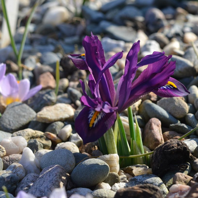 Iris reticulata Scent Sational - Netzblatt-Schwertlilie (Plant habit)
