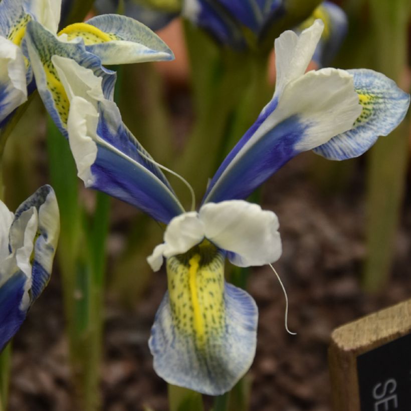 Iris reticulata Sea Breeze - Netzblatt-Schwertlilie (Flowering)