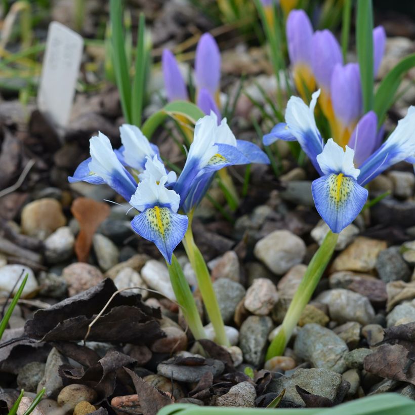 Iris reticulata Sea Breeze - Netzblatt-Schwertlilie (Plant habit)