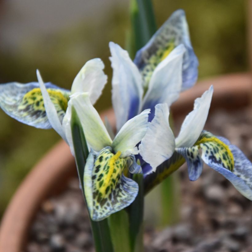 Iris reticulata Splish Splash - Netzblatt-Schwertlilie (Flowering)