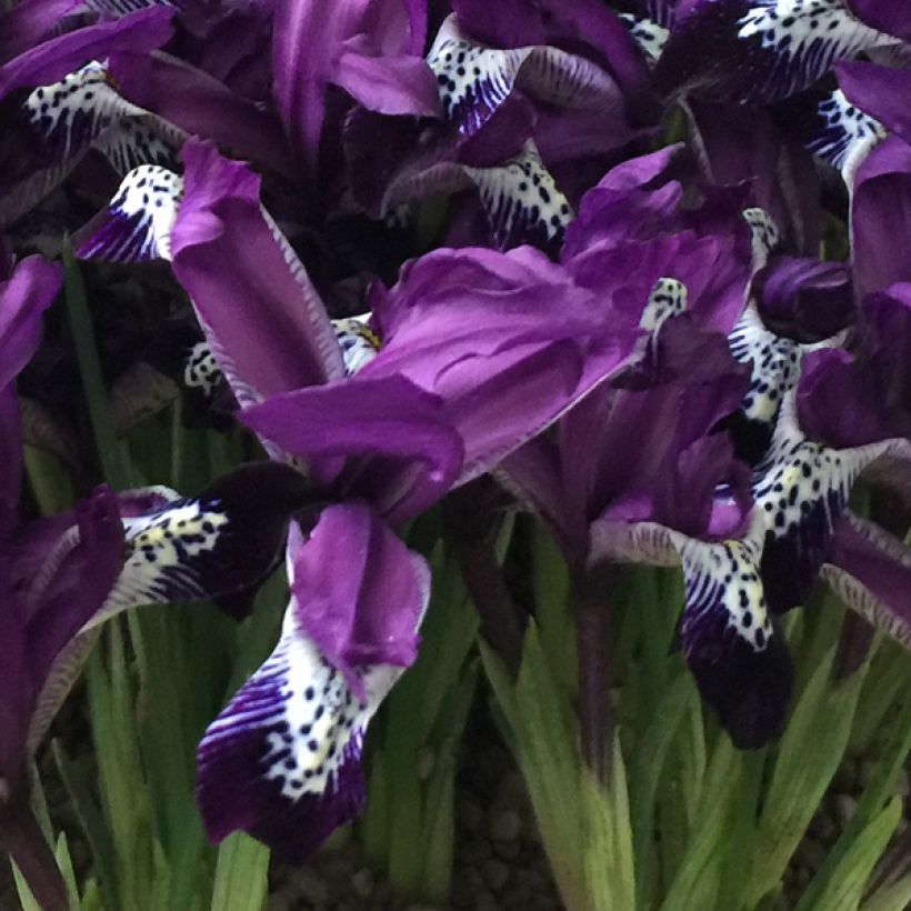 Iris reticulata Spot On - Netzblatt-Schwertlilie (Flowering)