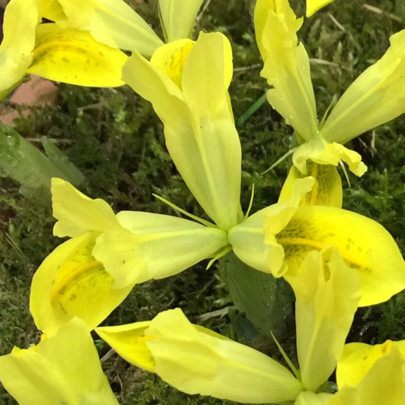 Iris reticulata Sunshine - Netzblatt-Schwertlilie (Flowering)