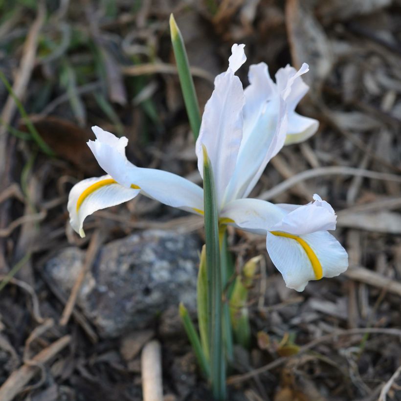 Iris reticulata White Caucasus - Netzblatt-Schwertlilie (Plant habit)