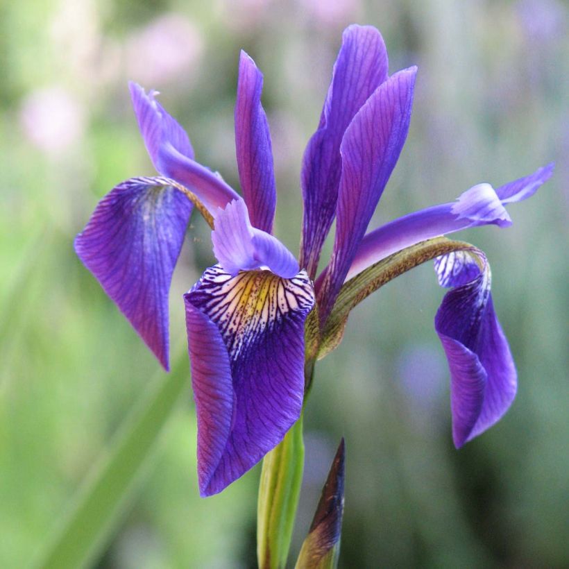 Iris robusta Dark Aura - Sumpf-Schwertlilie (Flowering)