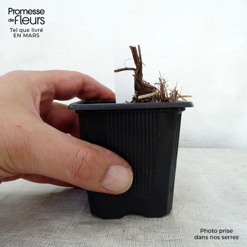 Exemplar von Iris robusta Dark Aura - Sumpf-Schwertlilie Kleine Töpfe von 8/9 cm wie im Frühjahr geliefert