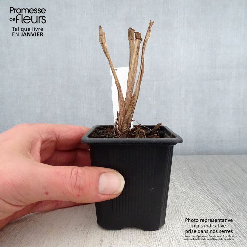 Exemplar von Iris robusta Dark Aura - Sumpf-Schwertlilie Kleine Töpfe von 8/9 cm wie im Winter geliefert