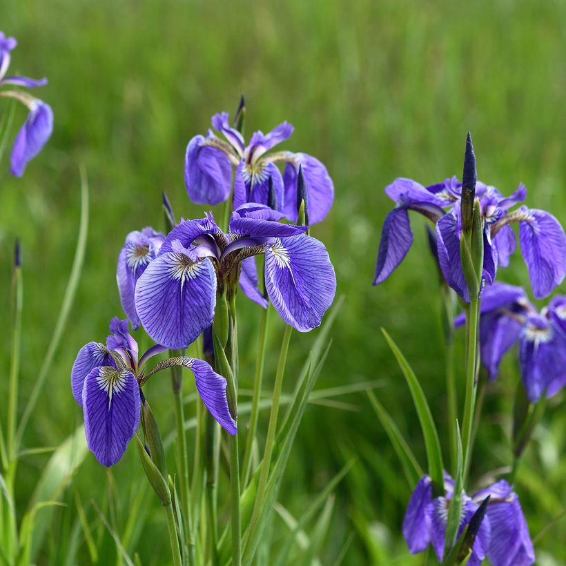 Iris setosa - Borsten-Schwertlilie (Plant habit)