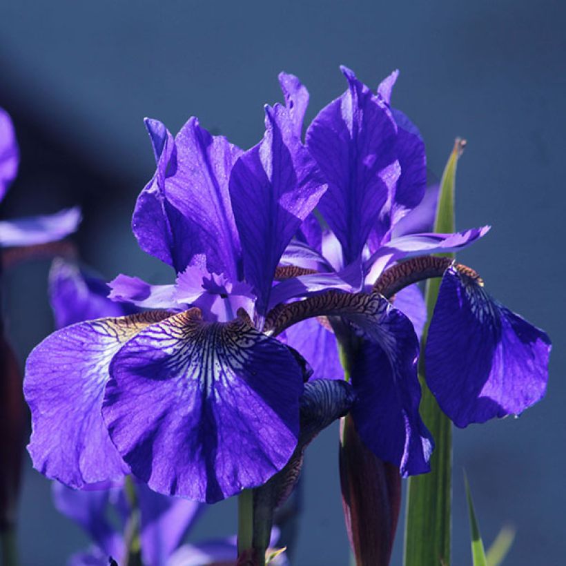 Iris sibirica Blue King - Sibirische Schwertlilie (Flowering)