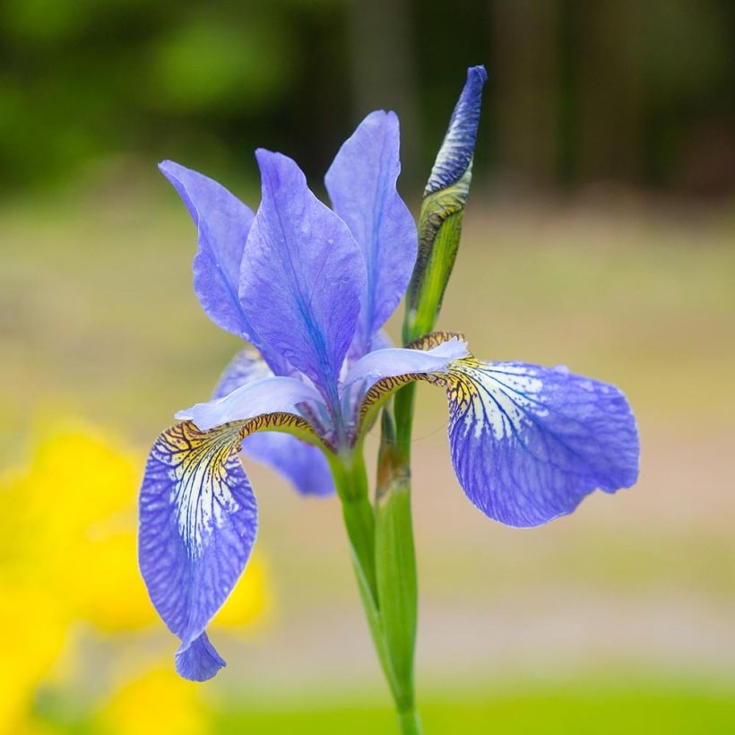 Iris sibirica Blue Moon - Sibirische Schwertlilie (Flowering)