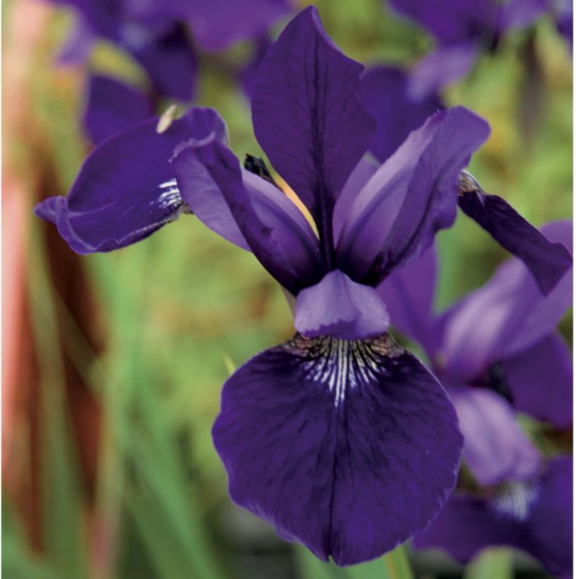 Iris sibirica Caesar's Brother - Sibirische Schwertlilie (Flowering)
