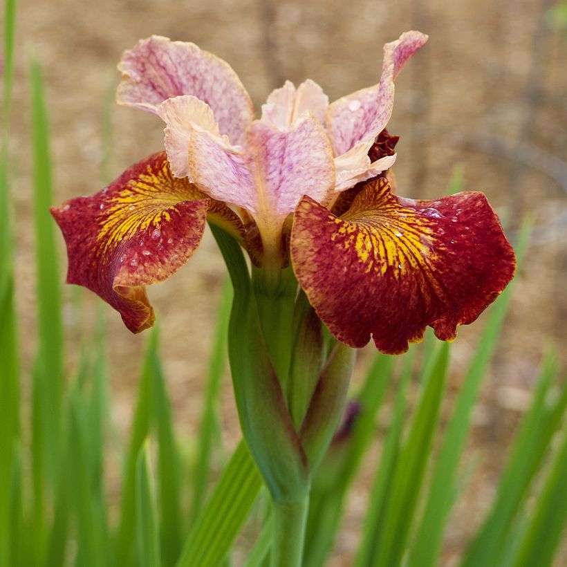 Iris sibirica Paprikash - Sibirische Schwertlilie (Flowering)