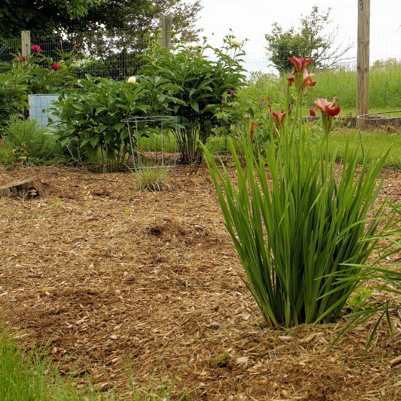 Iris sibirica Paprikash - Sibirische Schwertlilie (Plant habit)