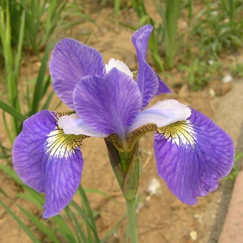 Iris sibirica Perry's Blue - Sibirische Schwertlilie (Flowering)