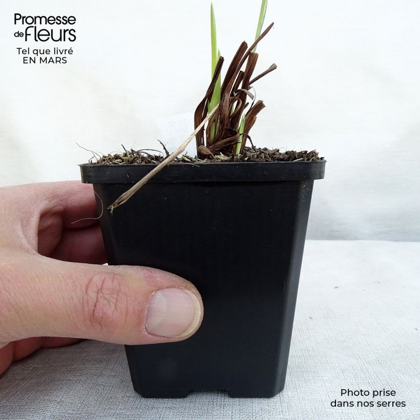 Exemplar von Iris sibirica Perry's Blue - Sibirische Schwertlilie Kleine Töpfe von 8/9 cm wie im Frühjahr geliefert