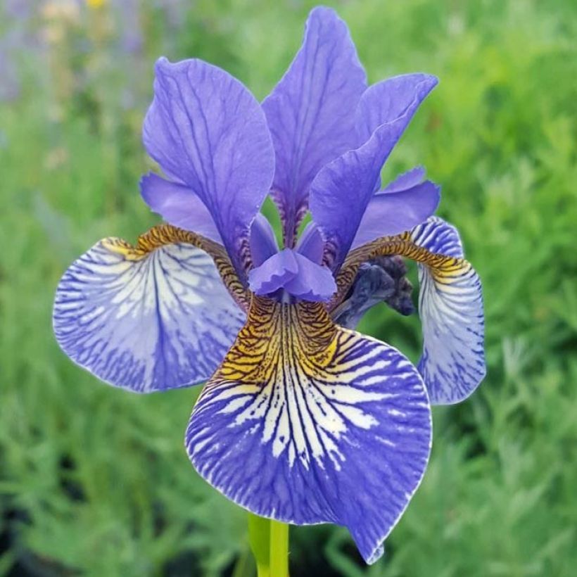 Iris sibirica Persimmon - Sibirische Schwertlilie (Flowering)