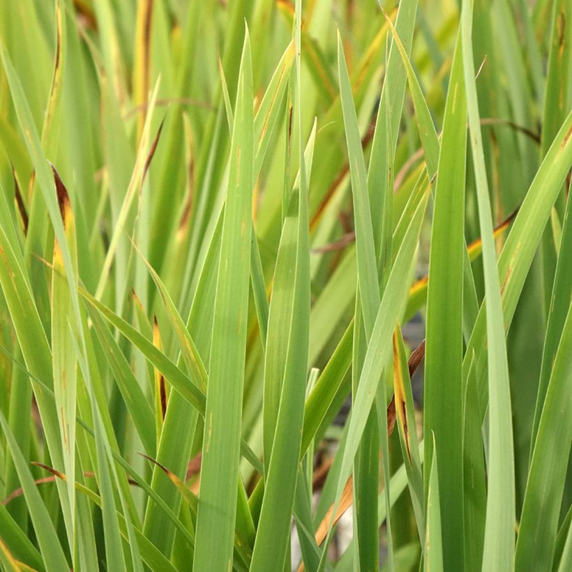 Iris sibirica Purplelicious - Sibirische Schwertlilie (Foliage)