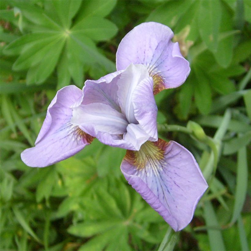 Iris sibirica Rikugi Sakura - Sibirische Schwertlilie (Flowering)