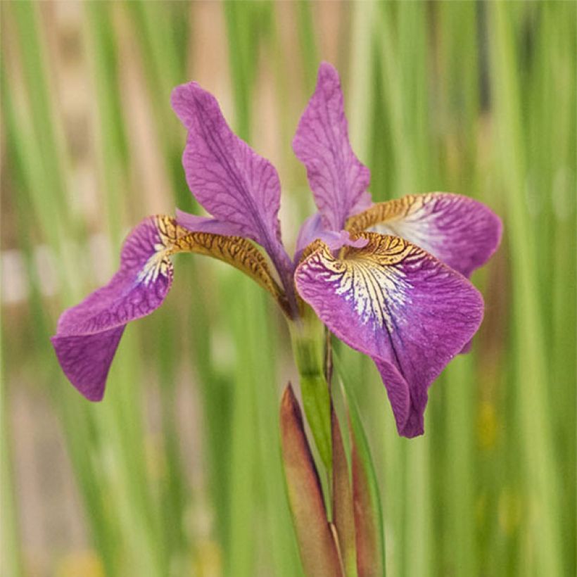 Iris sibirica Sparkling Rose - Sibirische Schwertlilie (Flowering)