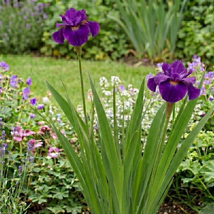 Iris sibirica Spindazzle - Sibirische Schwertlilie (Wuchs)
