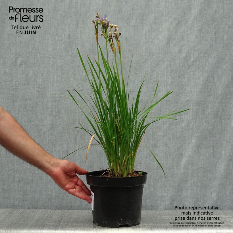 Example of Iris sibirica Tipped in Blue - Sibirische Schwertlilie Topf mit 4L/5L as you get in ete