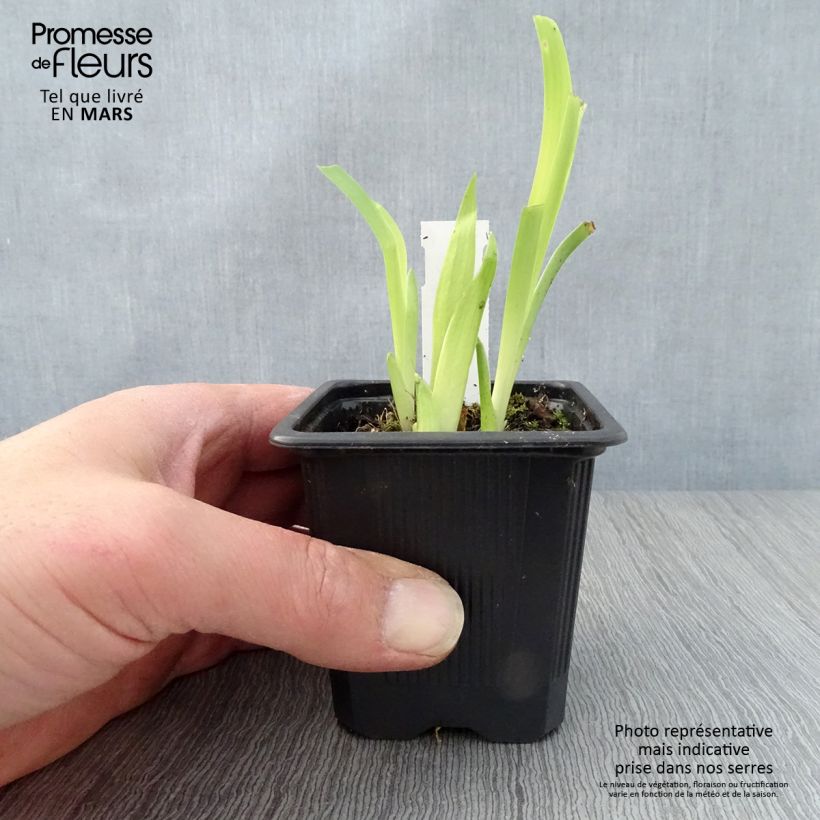Exemplar von Iris tectorum - Dach-Schwertlilie Kleine Töpfe von 8/9 cm wie im Frühjahr geliefert