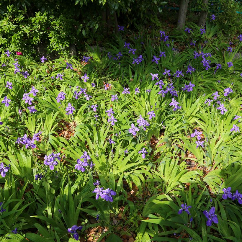 Iris tectorum - Dach-Schwertlilie (Plant habit)