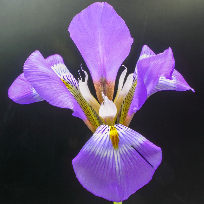 Iris unguicularis - Kretische Schwertlilie (Flowering)