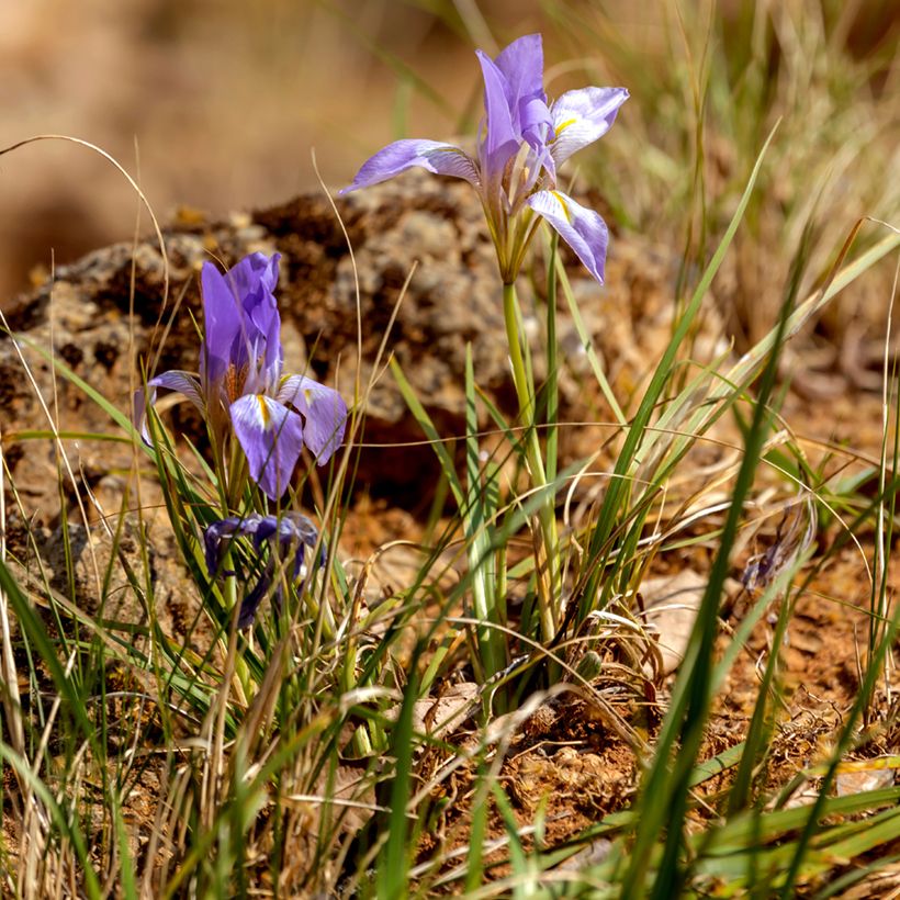 Iris unguicularis - Kretische Schwertlilie (Plant habit)