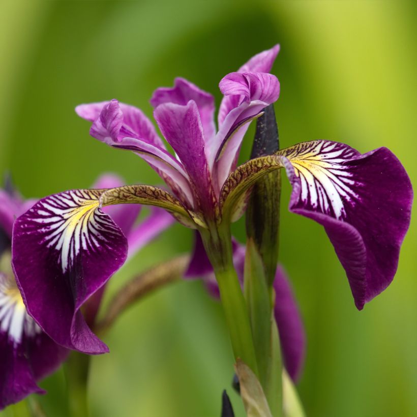Iris versicolor Berlin Versilaev - Schillernde Schwertlilie (Flowering)