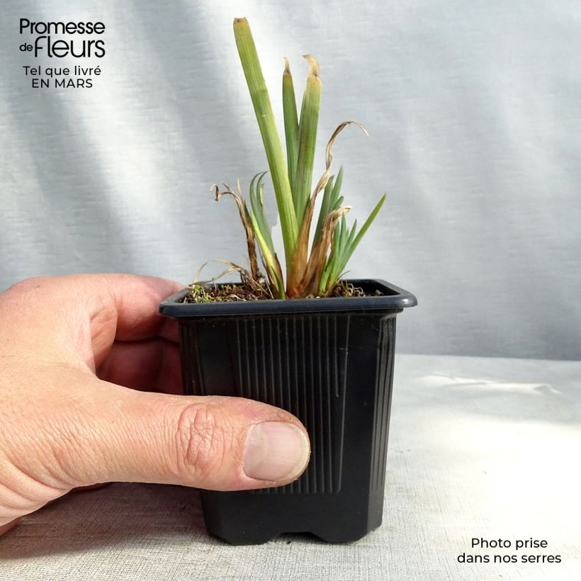 Exemplar von Iris versicolor - Schillernde Schwertlilie Kleine Töpfe von 8/9 cm wie im Winter geliefert