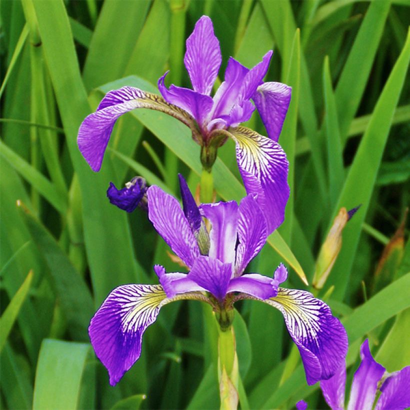 Iris versicolor Kermesina - Schillernde Schwertlilie (Flowering)