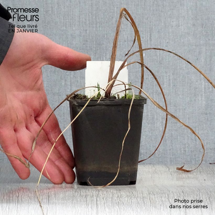 Exemplar von Iris versicolor Kermesina - Schillernde Schwertlilie Kleine Töpfe von 8/9 cm wie im Winter geliefert