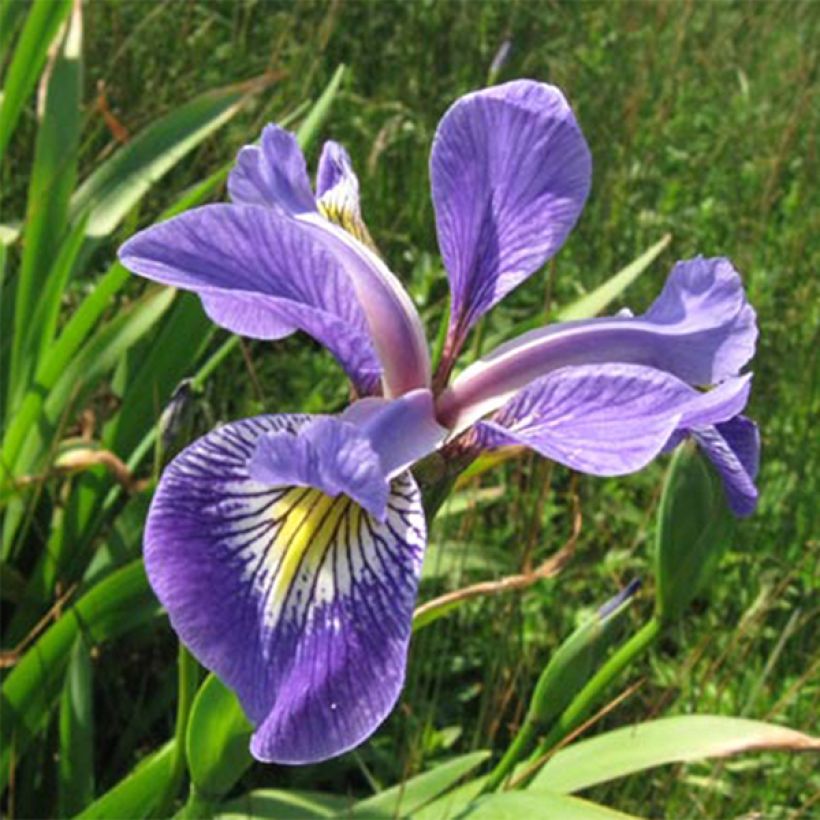 Iris versicolor Variegata - Schillernde Schwertlilie (Flowering)
