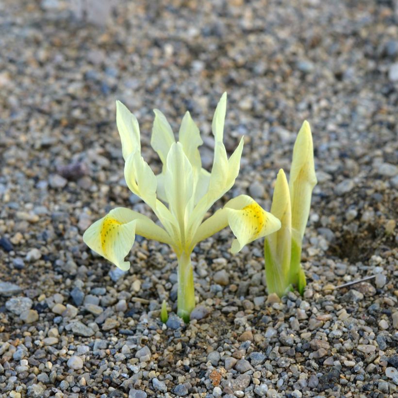 Iris winogradowii - Winogradow-Schwertlilie (Plant habit)