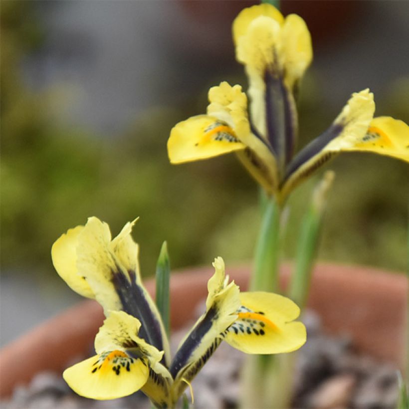 Iris reticulata Orange Glow - Netzblatt-Schwertlilie (Flowering)
