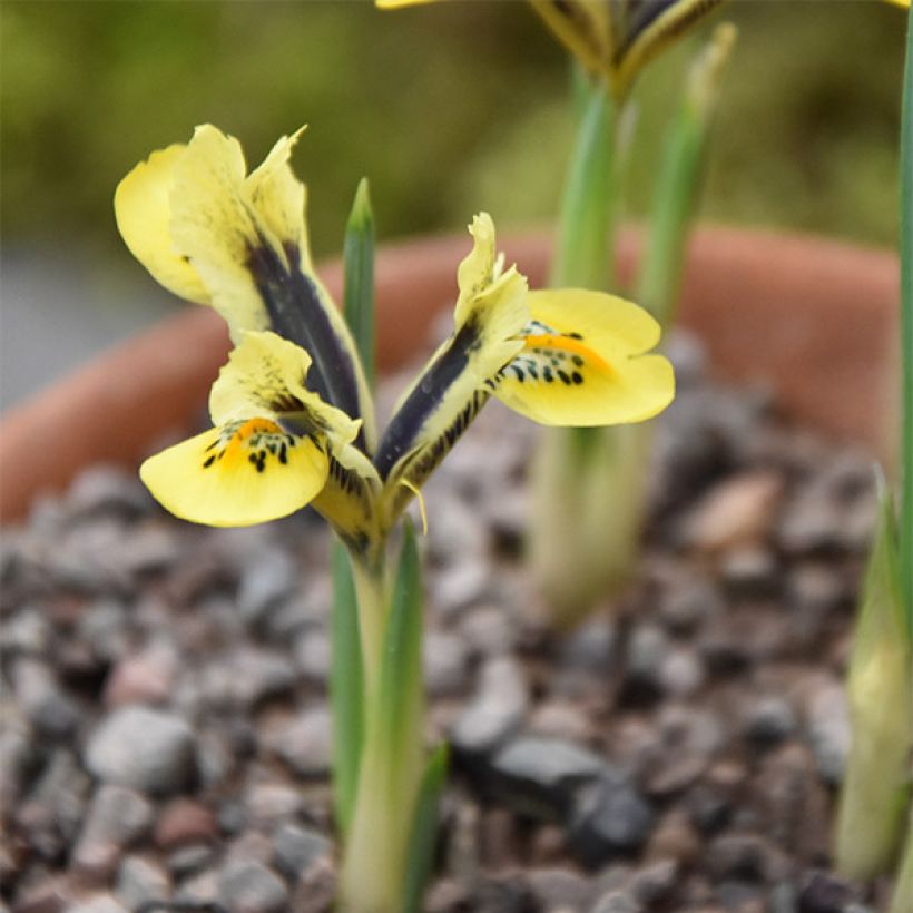 Iris reticulata Orange Glow - Netzblatt-Schwertlilie (Plant habit)