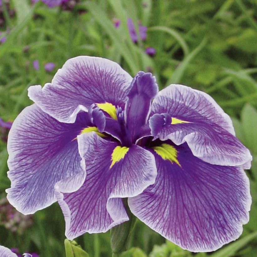 Iris ensata Crystal Halo - Japanische Schwertlilie (Flowering)