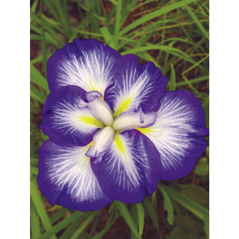 Iris ensata Gusto - Japanische Schwertlilie (Flowering)